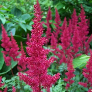 Tawułka Arendsa - Astilbe arendsii 'Fanal'