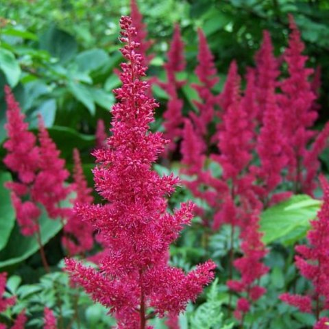 Tawułka Arendsa - Astilbe arendsii 'Fanal'