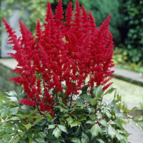 Tawułka Arendsa - Astilbe arendsii 'Fanal'