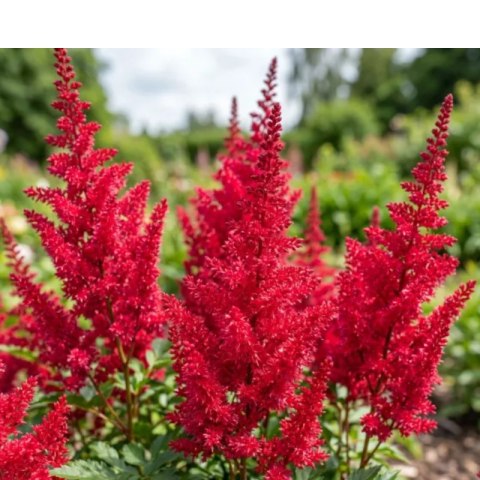 Tawułka Arendsa - Astilbe arendsii 'Fanal'