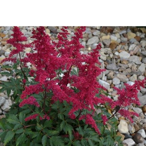 Tawułka Arendsa - Astilbe arendsii 'Fanal'