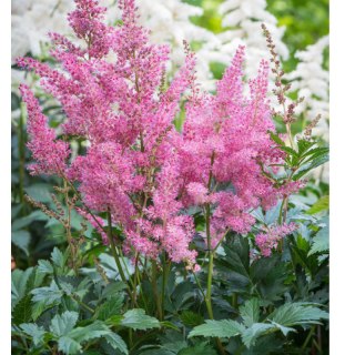 Tawułka japońska - Astilbe japonica 'Rheinland'