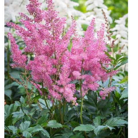 Tawułka japońska - Astilbe japonica 'Rheinland'