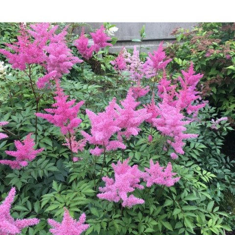 Tawułka japońska - Astilbe japonica 'Rheinland'