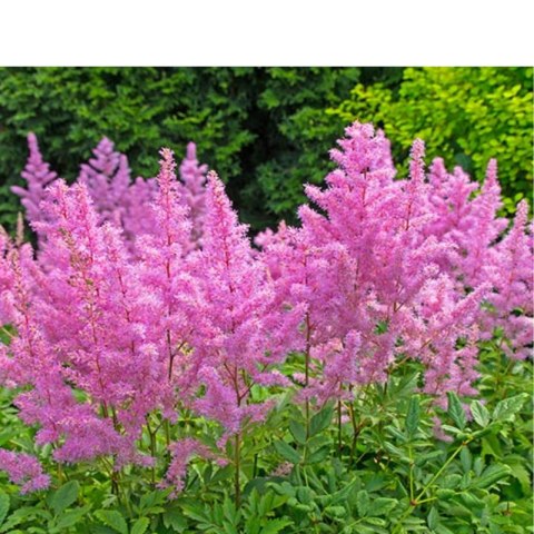 Tawułka japońska - Astilbe japonica 'Rheinland'