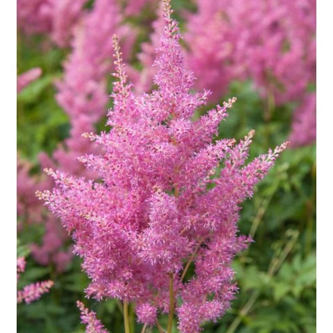 Tawułka japońska - Astilbe japonica 'Rheinland'