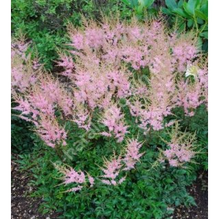Tawułka pojedynczolistna - Astilbe simplicifolia 'Sprite'