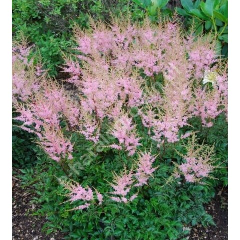 Tawułka pojedynczolistna - Astilbe simplicifolia 'Sprite'
