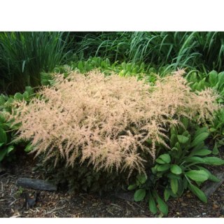 Tawułka pojedynczolistna - Astilbe simplicifolia 'Sprite'
