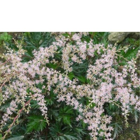Tawułka pojedynczolistna - Astilbe simplicifolia 'Sprite'
