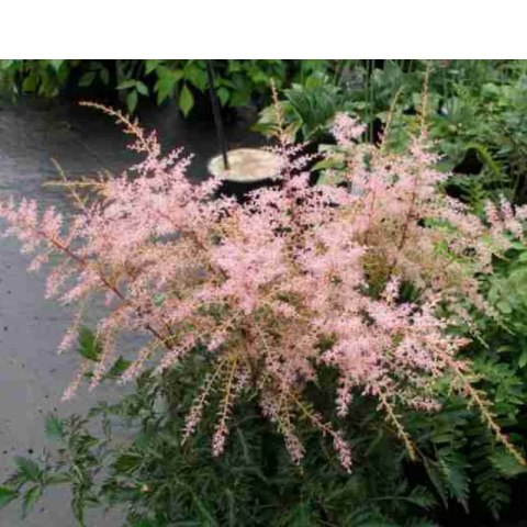 Tawułka pojedynczolistna - Astilbe simplicifolia 'Sprite'