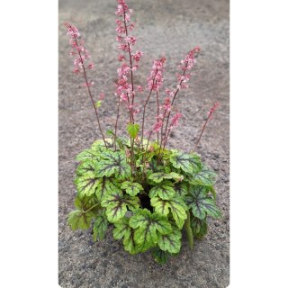 Żuraweczka - Heucherella 'Tapestry'