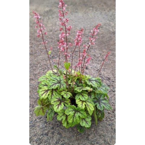 Żuraweczka - Heucherella 'Tapestry'