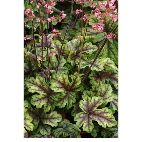Żuraweczka - Heucherella 'Tapestry'