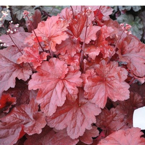 Żurawka - Heuchera 'Forever Red'