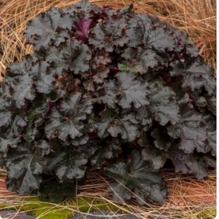 Żurawka - Heuchera 'World Caffe Espresso'