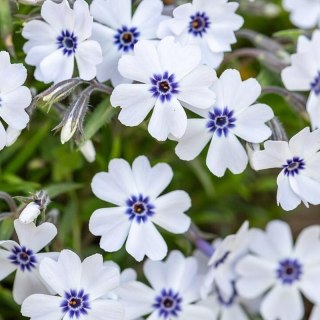 Floks Szydlasty - Phlox Subulata 'Bavaria'