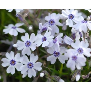 Floks Szydlasty - Phlox Subulata 'Bavaria'