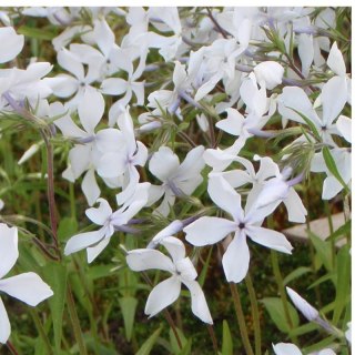 Floks kanadyjski 'White Perfume' (Phlox divaricata) - sadzonka