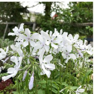 Floks kanadyjski 'White Perfume' (Phlox divaricata) - sadzonka