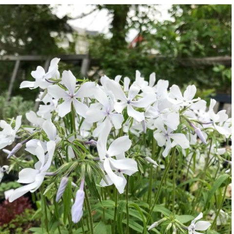 Floks kanadyjski 'White Perfume' (Phlox divaricata) - sadzonka