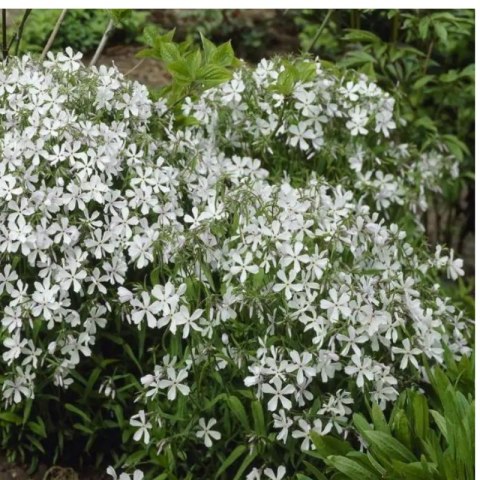 Floks kanadyjski 'White Perfume' (Phlox divaricata) - sadzonka