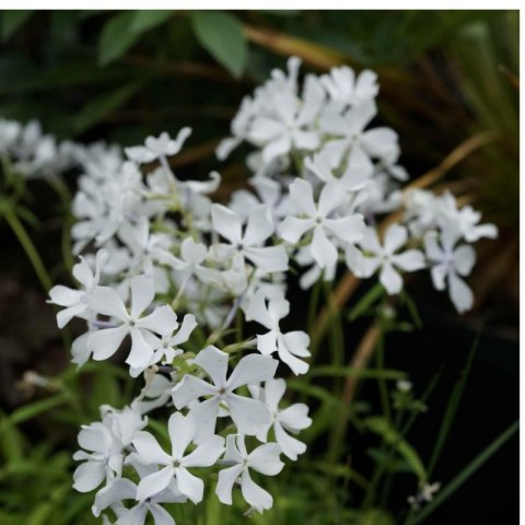 Floks kanadyjski 'White Perfume' (Phlox divaricata) - sadzonka