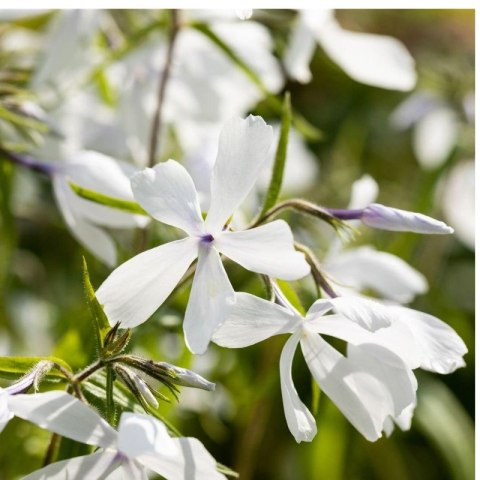 Floks kanadyjski 'White Perfume' (Phlox divaricata) - sadzonka