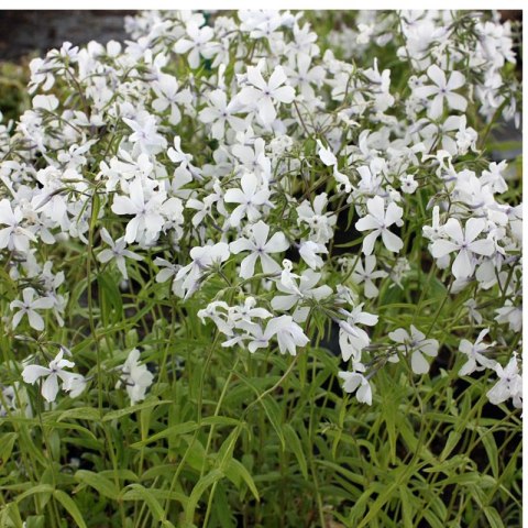 Floks kanadyjski 'White Perfume' (Phlox divaricata) - sadzonka