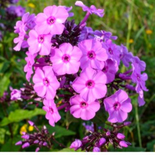 Floks szydlasty 'Benita' (Phlox subulata) - sadzonka