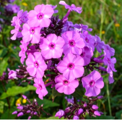 Floks szydlasty 'Benita' (Phlox subulata) - sadzonka