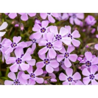 Floks szydlasty 'Benita' (Phlox subulata) - sadzonka