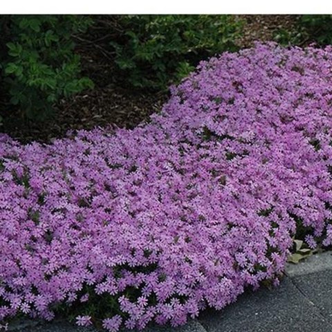 Floks szydlasty 'Benita' (Phlox subulata) - sadzonka