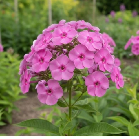 Floks szydlasty 'Benita' (Phlox subulata) - sadzonka