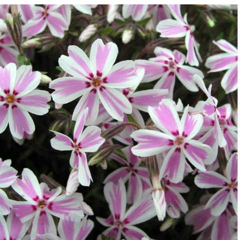 Floks szydlasty 'Candy Stripes' (Phlox subulata) - sadzonka