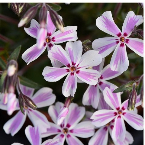 Floks szydlasty 'Candy Stripes' (Phlox subulata) - sadzonka
