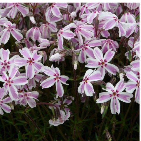 Floks szydlasty 'Candy Stripes' (Phlox subulata) - sadzonka
