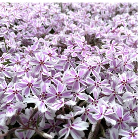 Floks szydlasty 'Candy Stripes' (Phlox subulata) - sadzonka