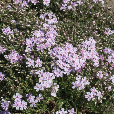Floks szydlasty 'Candy Stripes' (Phlox subulata) - sadzonka