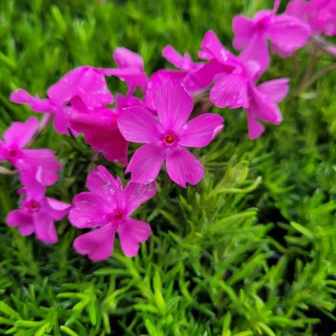 Floks szydlasty 'Drummond Pink' (Phlox subulata) - sadzonka