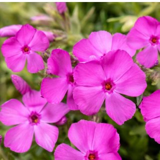 Floks szydlasty 'Drummond Pink' (Phlox subulata) - sadzonka