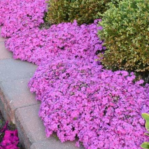 Floks szydlasty 'Drummond Pink' (Phlox subulata) - sadzonka