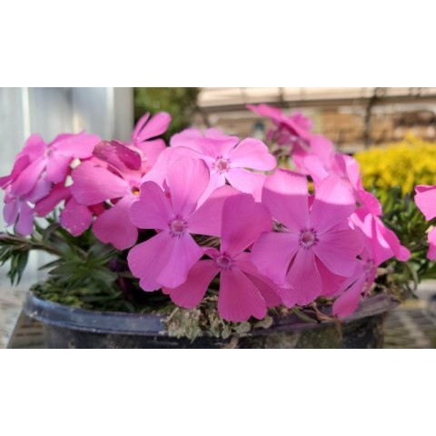 Floks szydlasty 'Drummond Pink' (Phlox subulata) - sadzonka