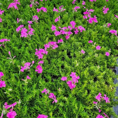 Floks szydlasty 'Drummond Pink' (Phlox subulata) - sadzonka
