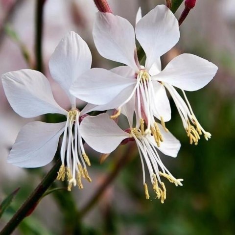 Gaura Lindheimera - bylina do ogrodu