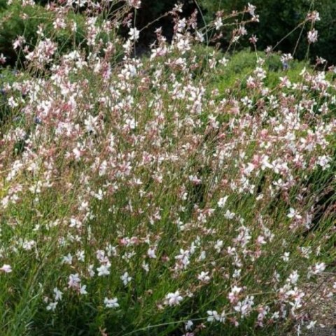 Gaura Lindheimera - bylina do ogrodu