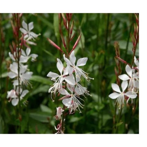 Gaura Lindheimera - bylina do ogrodu