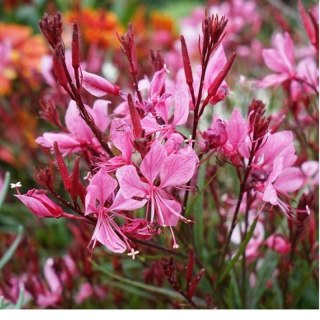 Gaura 'Siskiyou Pink' (Gaura lindheimeri) - sadzonka