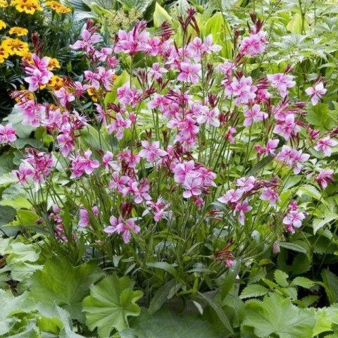 Gaura 'Siskiyou Pink' (Gaura lindheimeri) - sadzonka