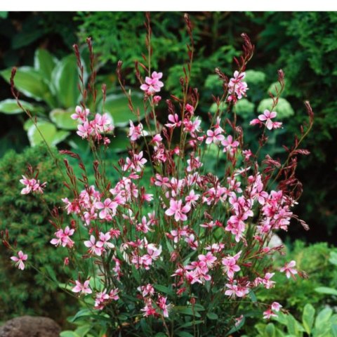 Gaura 'Siskiyou Pink' (Gaura lindheimeri) - sadzonka
